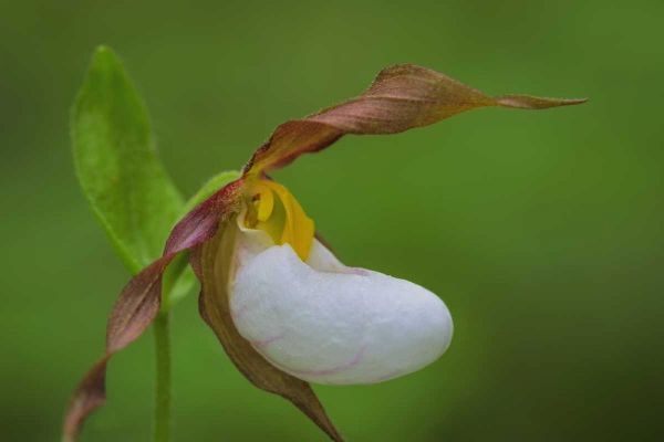 WA, Kamiak Butte County Park Lady slipper orchid